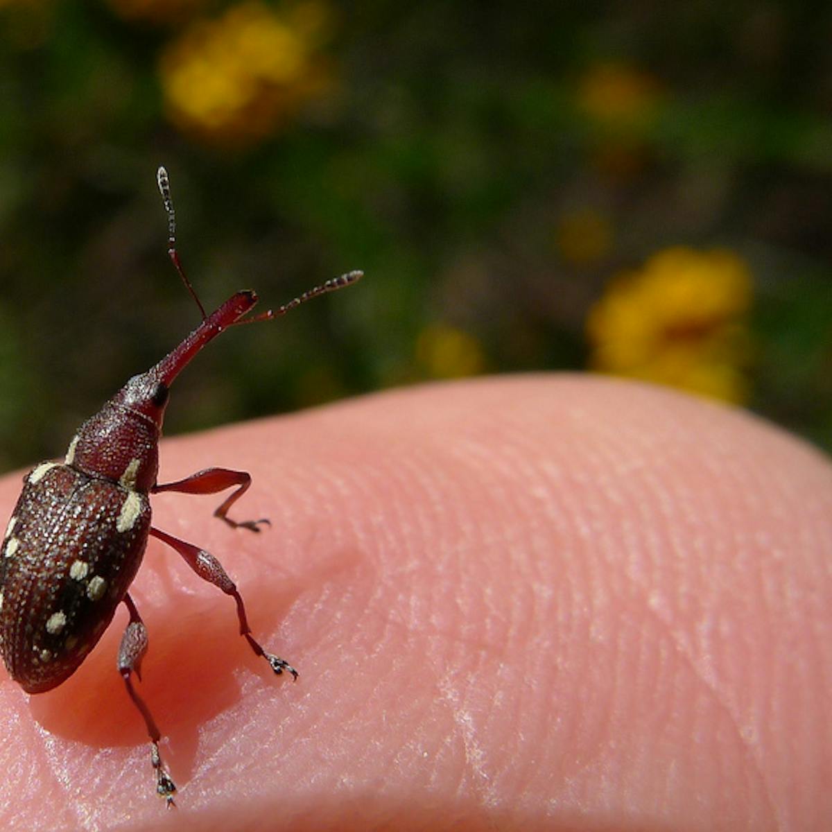 A Big Tick For Entomologists New 3d Colour Scans Of Insects