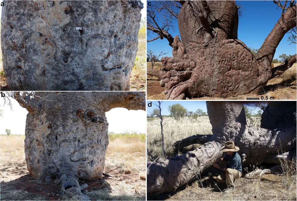 Boab Tree Roots The boab trees of the remote Tanami desert are carved with centuries of ...
