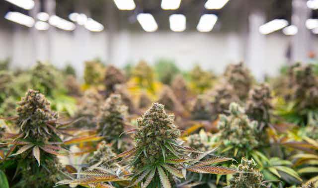 Cannabis plants in a lab