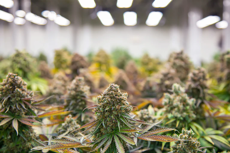 Cannabis plants in a lab