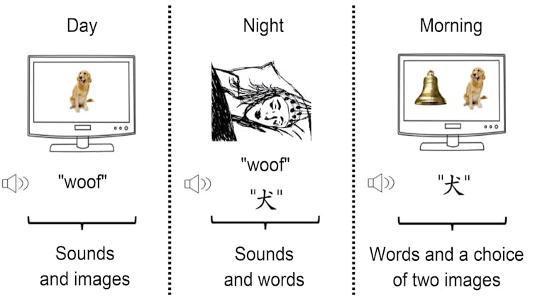 Can you learn while sleeping? The relationship between studying and sleep