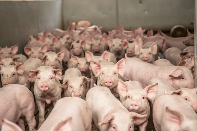 Pigs crammed into a pen.