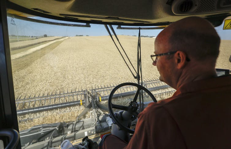 A bald man with glasses drives a combine and looks out at his wheat field from the cab of the vehicle.