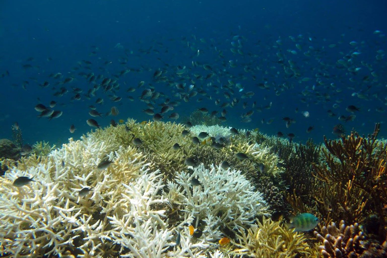Fish swimming over coral