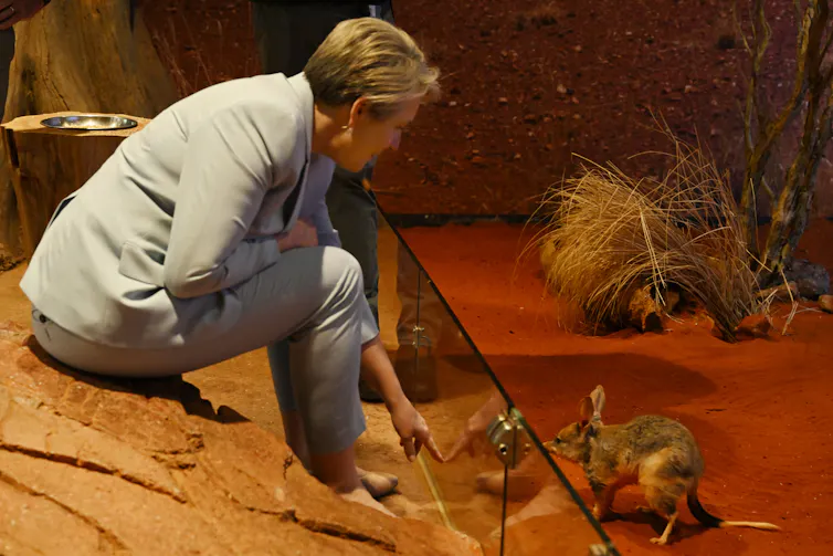 tanya plibersek bilby