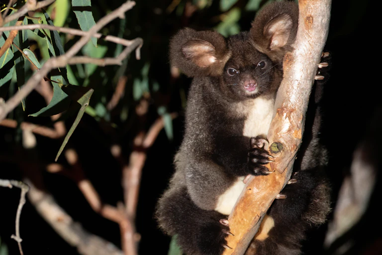 greater glider