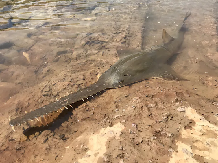 Freshwater sawfish