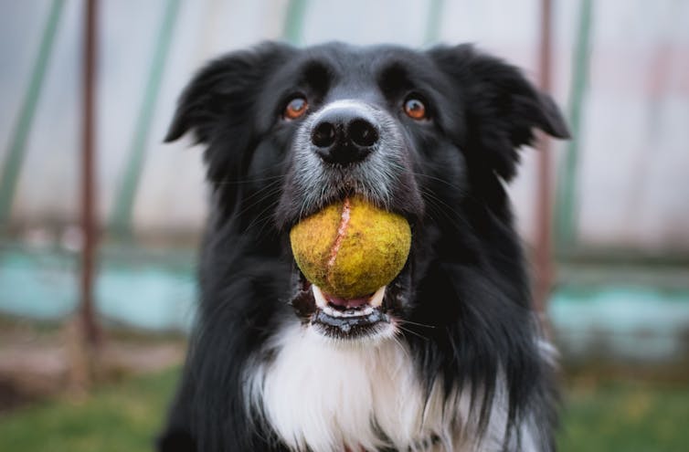 Dog holds ball in its mouth