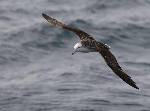 How we tracked one small seabird species' remarkable flight into a typhoon