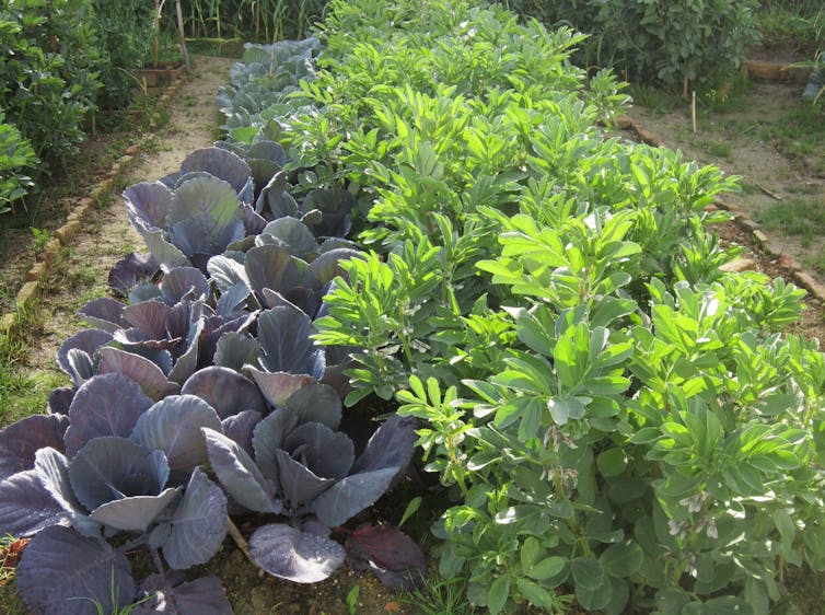 Plantas de lombarda, coles y habas en un huerto.