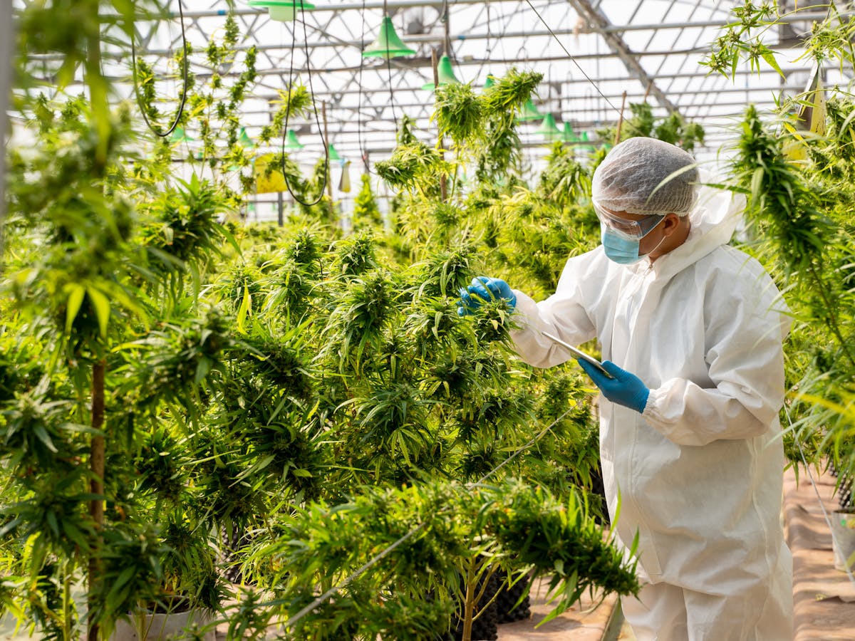 The Science Behind Cannabis Delivery The Science Behind Cannabis Delivery