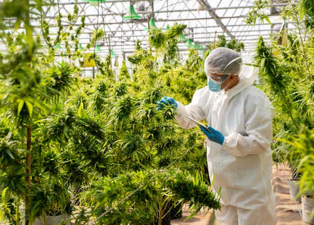 Scientist in white jumpsuit and blue gloves checking cannabis plants in marijuana garden indoor grow area before harvesting for medicinal uses.