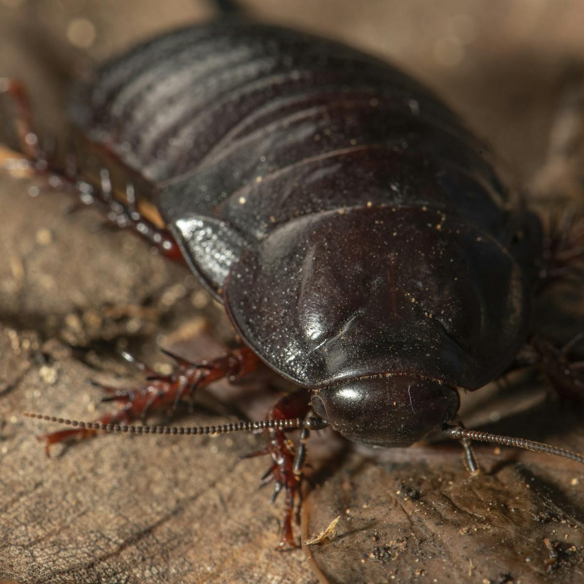 A large cockroach thought extinct since the 1930s was just ...