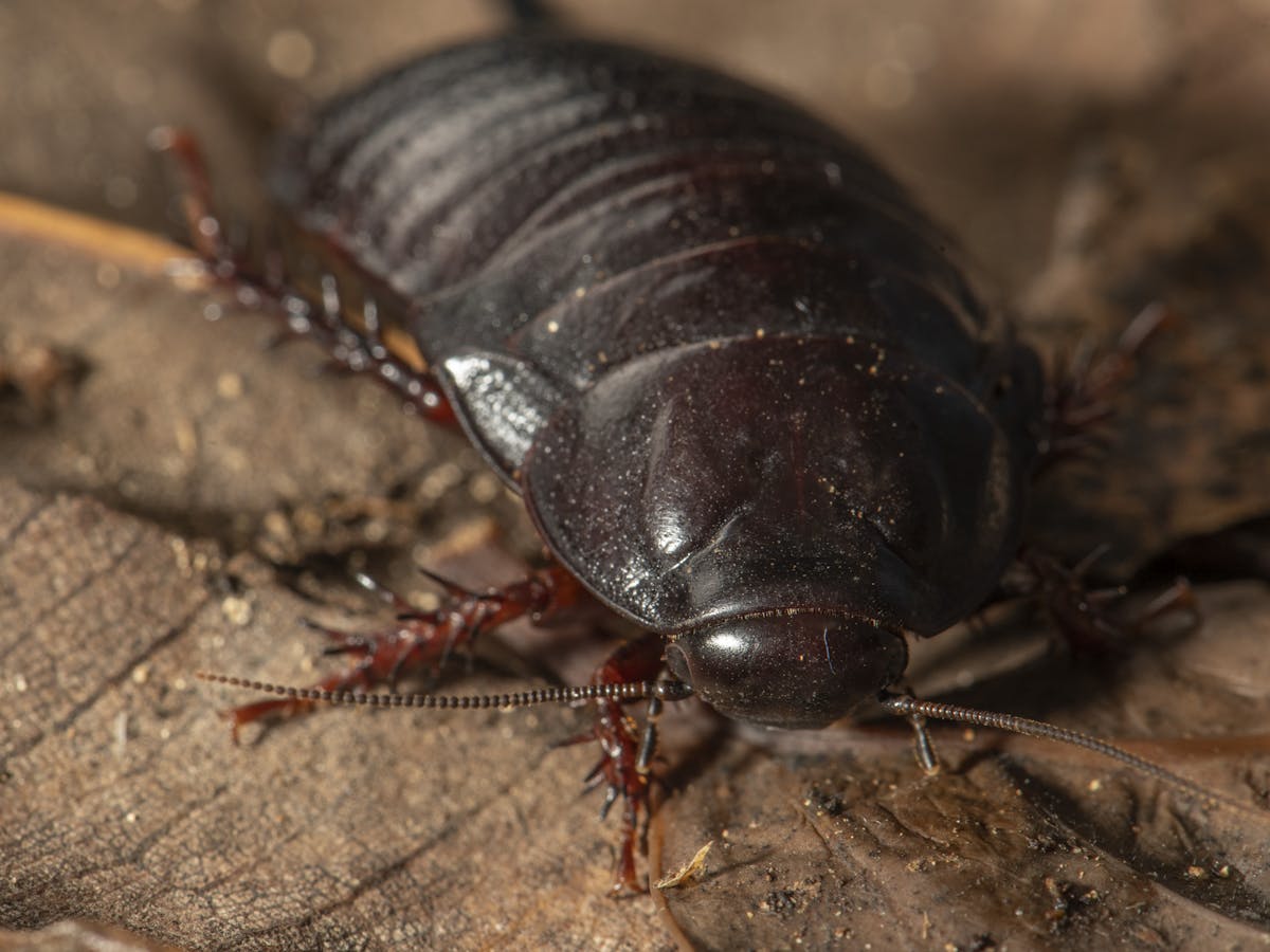 A large cockroach thought extinct since the 1930s was just ...