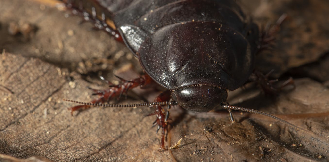 A large cockroach thought extinct since the 1930s was just rediscovered on  a small island in Australia