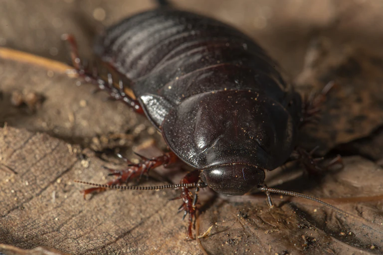 Close-up of a brown armoured bug with spiky legs