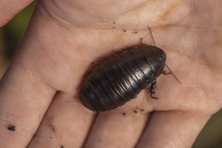 A very large brown bug on a person's hand