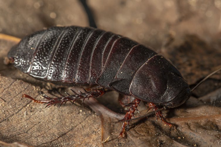 Close-up of a large brown bug showing its spiky legs