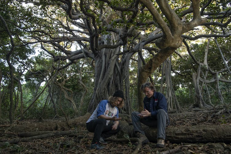 Two men crouching under an old tree examining rocks