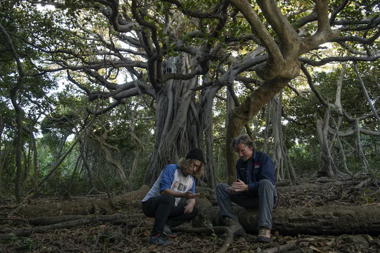 Two men crouching under an old tree examining rocks