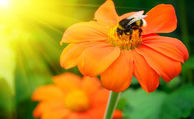 A bumblebee sits on a flower