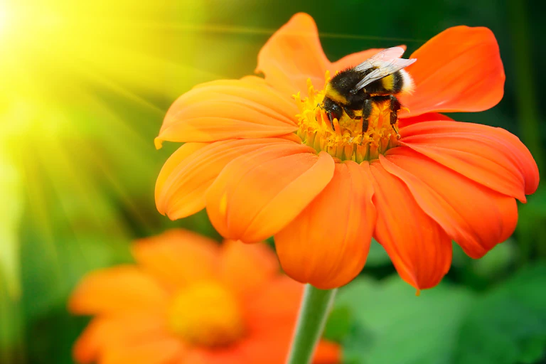A bumblebee sits on a flower