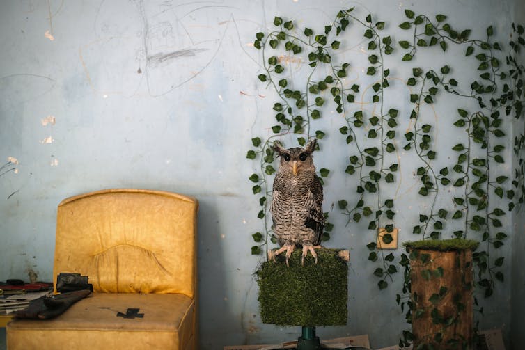 An owl perched on a piece of fake grass next to a chair and a yellow vine