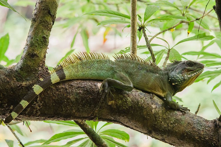 Green lizard on branch in forest