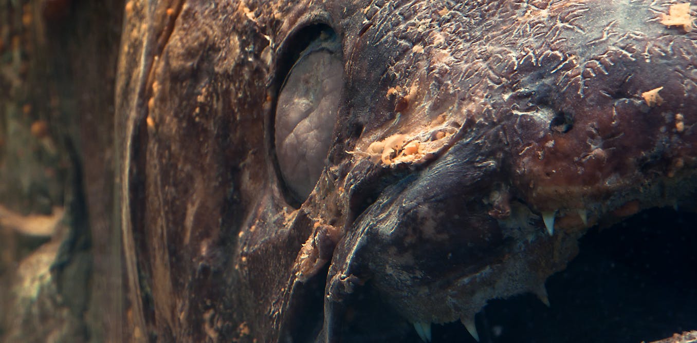 Deep sales sea fossil