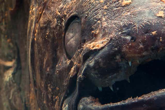 Extreme close up of a coelecanth fish's face.