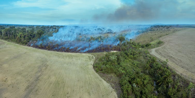An aerial view of burning Amazon rainforest surrounded by bare fields.