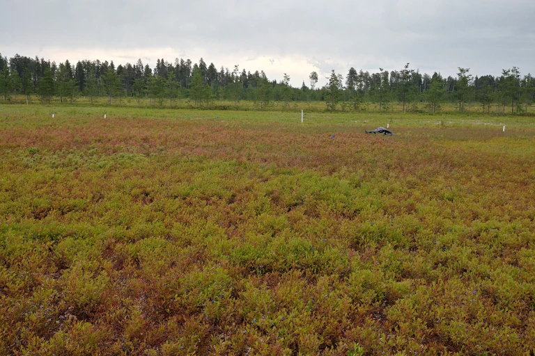 plantation de bleuets