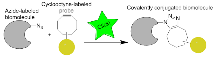 Diagram of click chemistry reaction