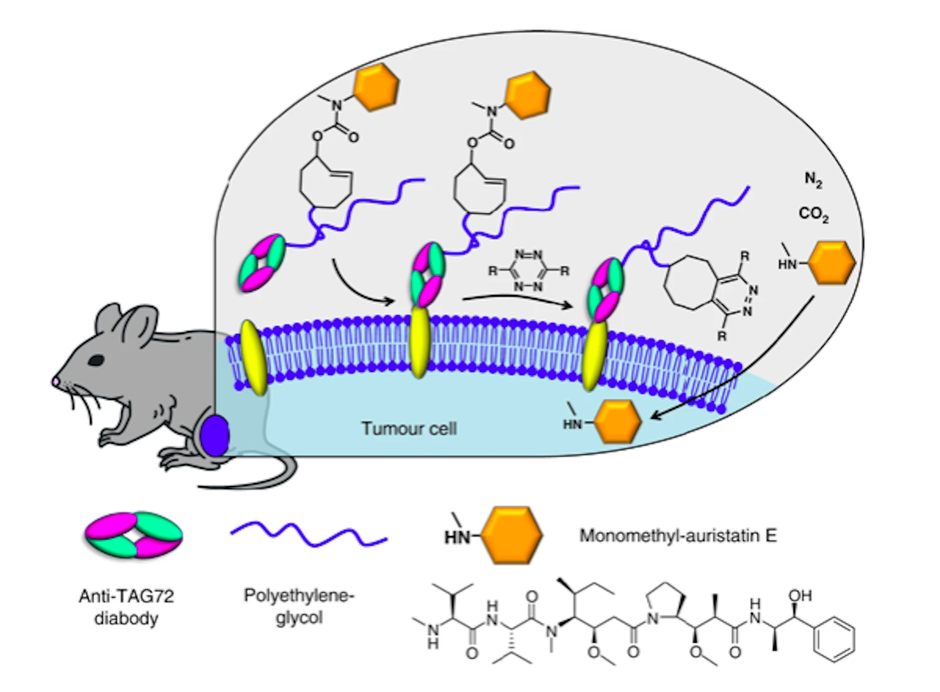 Nobel Prize: How Click Chemistry And Bioorthogonal Chemistry Are ...