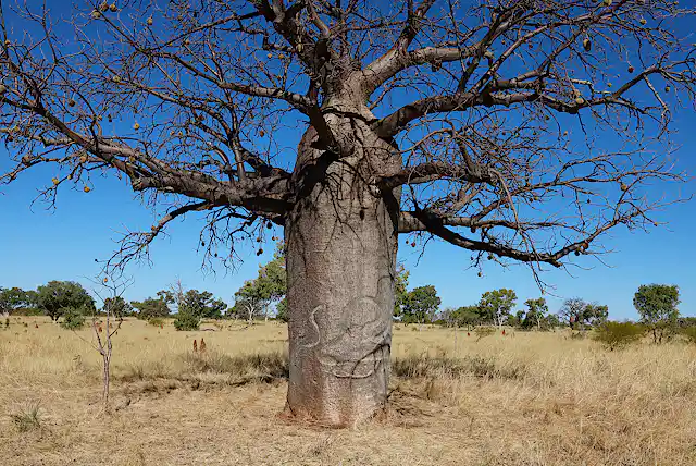 Boab Tree Shadow The boab trees of the remote Tanami desert are carved with centuries of ...