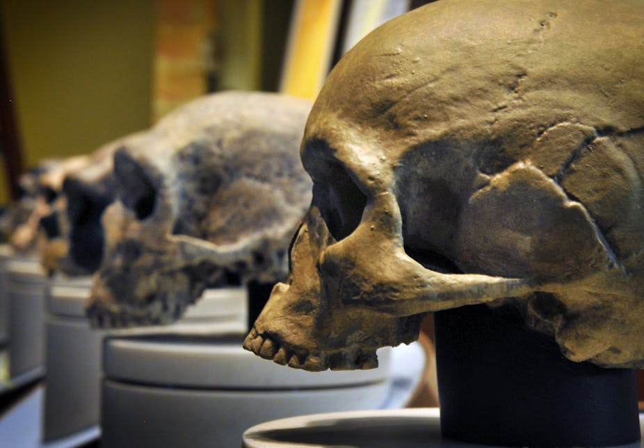 skulls of several hominids with Homo sapiens in the foreground