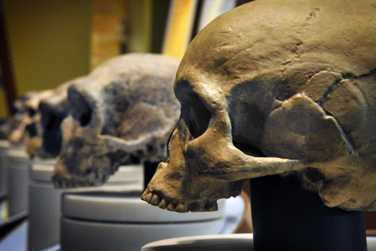 Type 3 Humans Our ‘Homo sapiens’ ancestors shared the world with Neanderthals ...