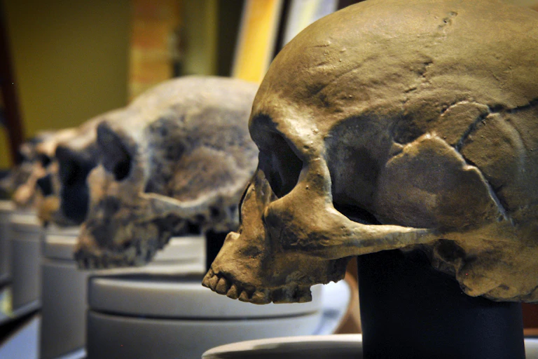 skulls of several hominids with Homo sapiens in the foreground