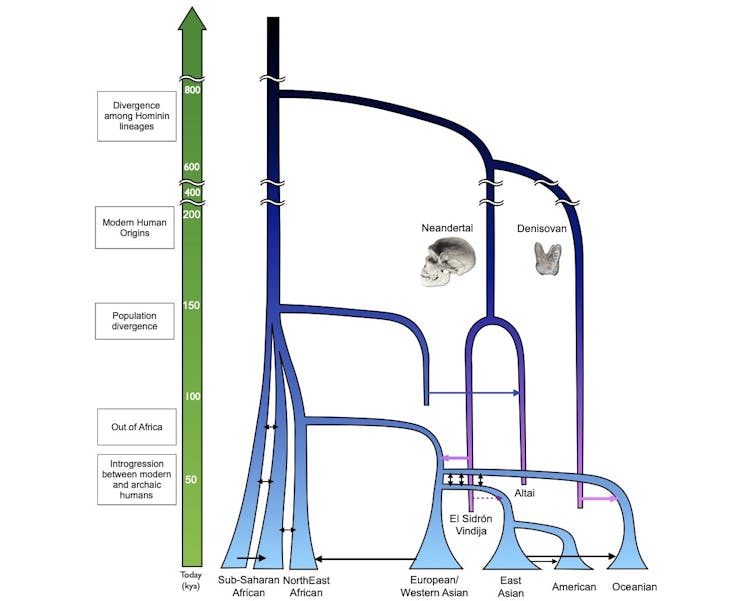 Diagram of human lineages diverging and interbreeding over time
