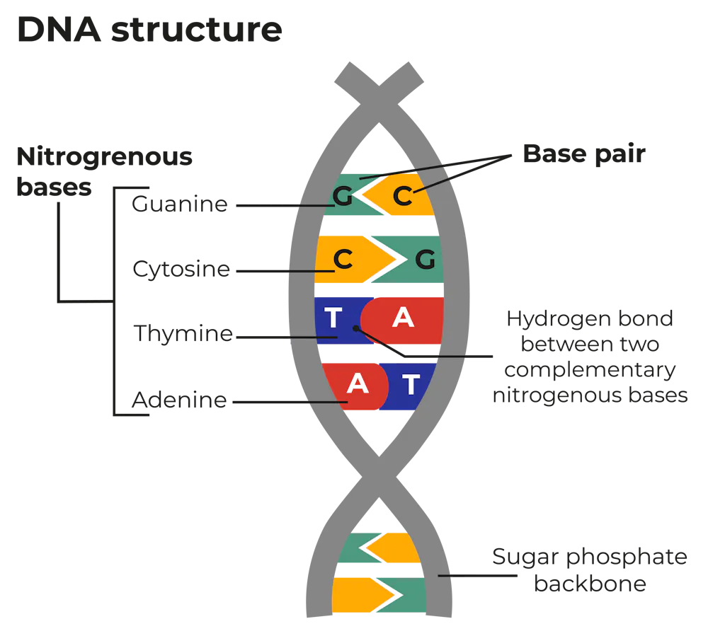 DNA is often used in solving crimes. But how does DNA profiling ...