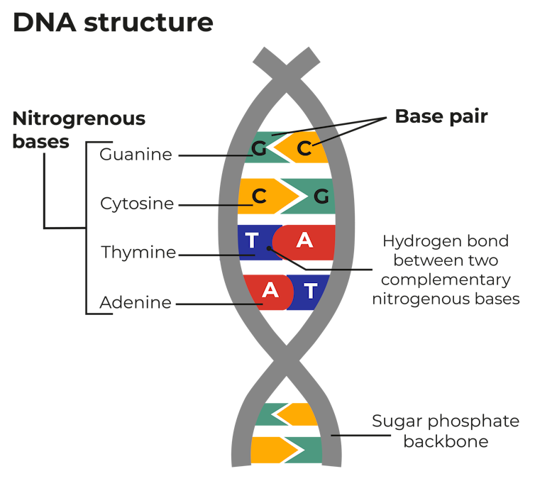 A simple chart showing the very basics of the structure of DNA