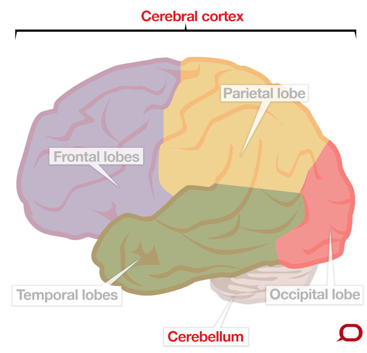 A colourful diagram of the human brain, showing frontal lobes at the front and occipital lobe at the back