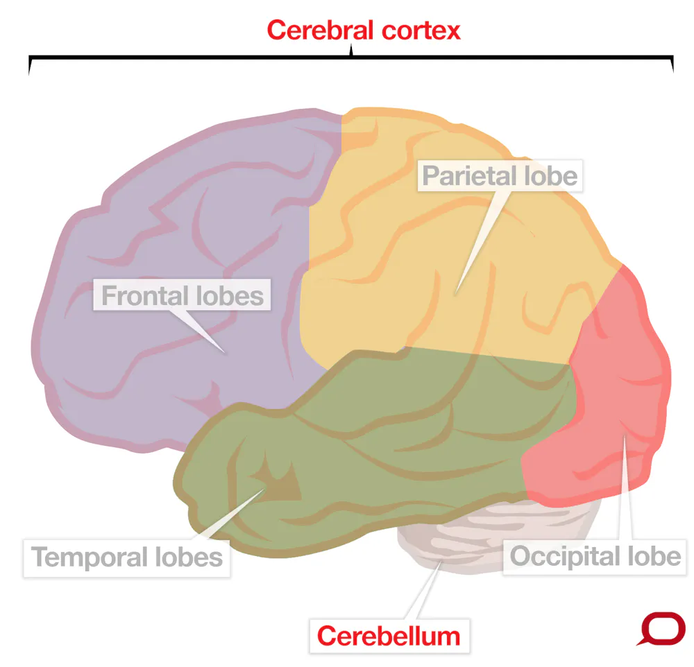 Cortex Pans Human and Neanderthal brains have a surprising ‘youthful’ quality in ...