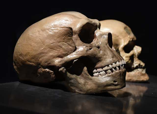 A beige skull with slightly odd proportions on a black background