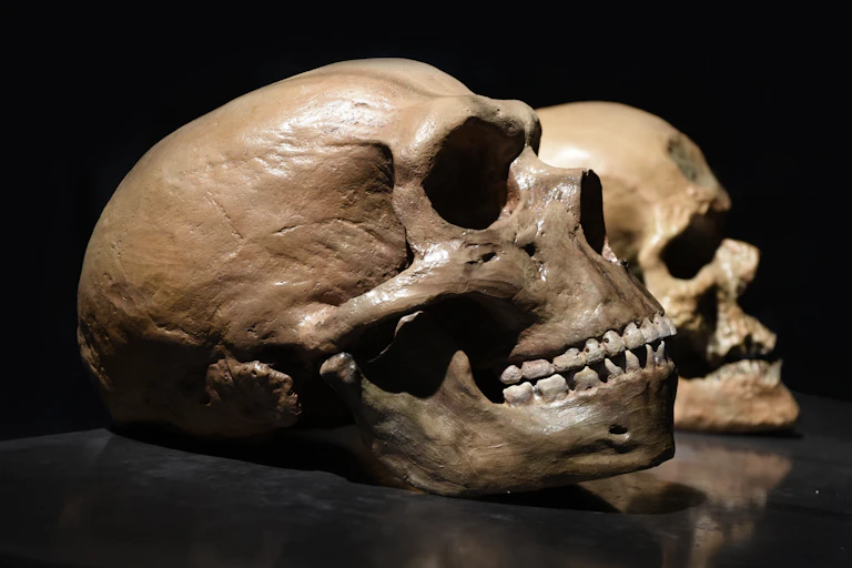 A beige skull with slightly odd proportions on a black background