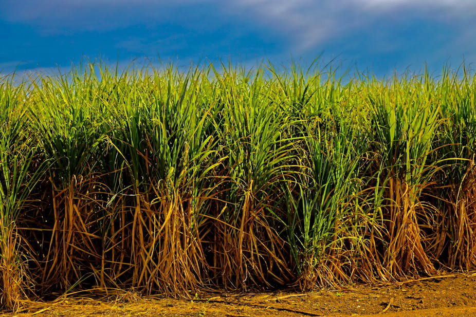 A lush green crop of sugarcane, plants closely bunched together, is pictured against a blue sky