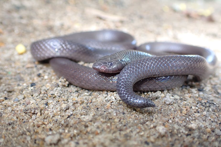 A darkish brown snake curled up on itself, its eyes peeking out, against a sandy backdrop