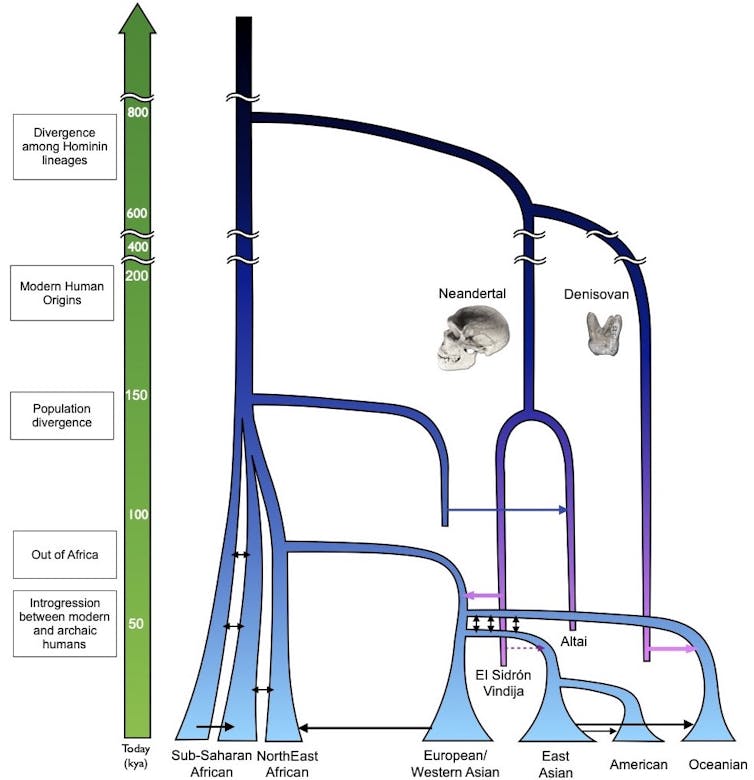 Diagram of human lineages diverging and interbreeding over time