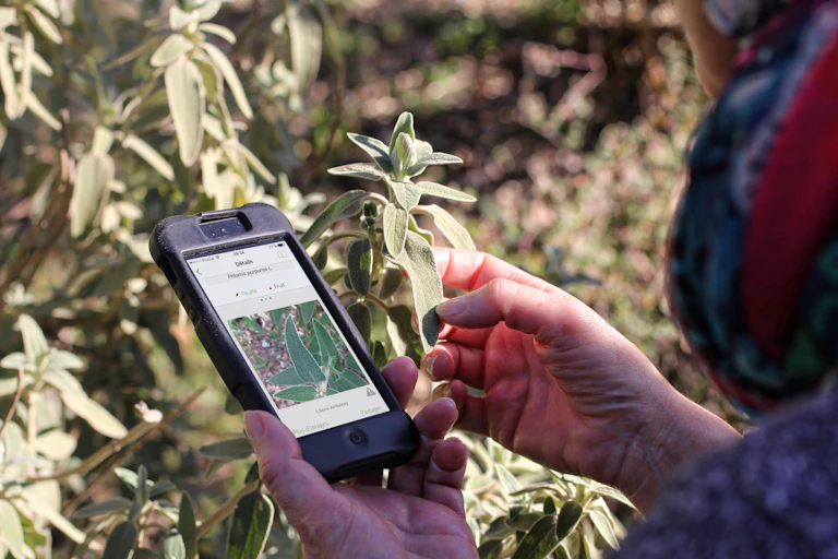 Personne identifiant une plante à l'aide de son smartphone