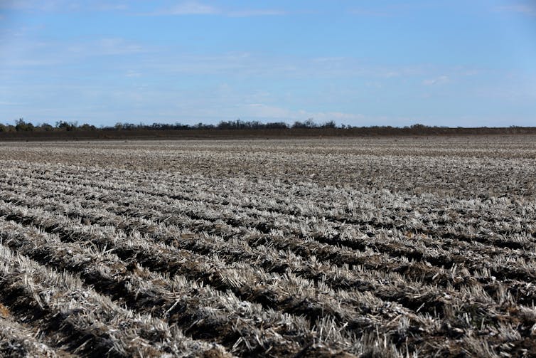 drought-stricken cotton crop
